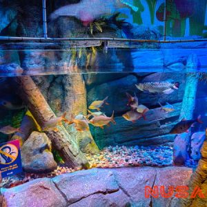 Legoland Malaysia Sea Life Aquarium Malaysian Rainforest 2