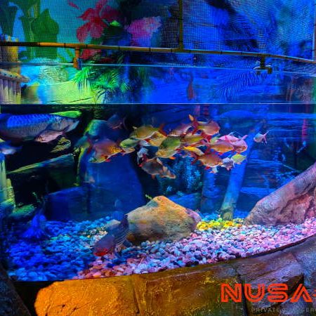 Legoland Malaysia Sea Life Aquarium Malaysian Rainforest