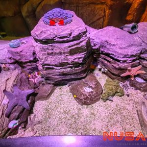 Legoland Malaysia Sea Life Aquarium Rockpools